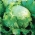 Lemak daun "Samba" - daun hijau pucat - 400 biji - Lactuca sativa L.  - benih