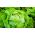 חסה "סרנה" - עלי ירוק חיוור - 900 זרעים - Lactuca sativa L. var. Capitata