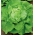 緑色のバターヘッドレタス「Ewelina」 - 処理種子 - Lactuca sativa L. var. Capitata - シーズ