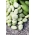 Härkäpapu - Yankel White - 500 grammaa - Vicia faba L. - siemenet