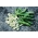 שעועית רחבה "Hangdown לבן" - 500 גרם של זרעים - Vicia faba L.