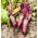 Цвекла "Цилиндра" - 100 г семена - 5000 семенки - Beta vulgaris L.