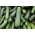קישואים "סוראיה" - 100 גרם של זרעים - 1000 זרעים - Cucurbita pepo 