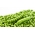 豌豆“Telefon” -  500克种子 -  2000粒种子 - Pisum sativum - 種子