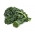 Couve - de - folhas - Halbhoher grüner krauser - 50 gramos - 15000 sementes - Brassica oleracea L. var. sabellica L.