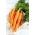 Carrot "First Harvest" - early variety - 50 g of seeds - 42500 seeds