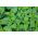 Nettles - این گیاه باارزش را به تنهایی رشد دهید؛ بذر گوشتی - 700 بذر - Urtica dioica - دانه