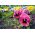 Banci taman bunga besar "Laura Swiss" - merah muda dengan titik - 320 biji - Viola x wittrockiana 