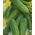 Cucumber "Lokata F1" - a disease resistant variety that does not overgrow - 175 seeds