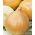 หัวหอม "Wiktoria Skierniewic" - วาไรตี้สายกลางที่มีการทำลายกระเทียมอย่างเท่าเทียมกัน - 1,250 เมล็ด - 1250 เมล็ด - Allium cepa L.