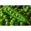 エンドウ「流星ジカノフスキー」 - 種、生産性、タンパク質に富む品種 - Pisum sativum - シーズ