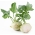 Kohlrabi "Wener White"- 520 종자 - Brassica oleracea var. Gongylodes L. - 씨앗