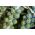 布鲁塞尔发芽“多洛雷斯F1” - 抗旱的绿色品种 -  160粒种子 - Brassica oleracea var. gemmifera - 種子