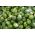 ब्रसेल स्प्राउट "डोलोरेस एफ 1" - सूखे के लिए प्रतिरोधी हरी विविधता - 160 बीज - 