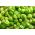Ružičkový kel "Long Island" - dozrievanie hláv z jednej rastliny - 320 semien - Brassica oleracea var. gemmifera - semená