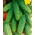 Cucumber "Zephyr F1" - field variety with strong growth - 175 seeds