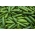 Castravete "Lech F1" - soi de seră pentru cultivarea primăvară și toamnă sub capace - 30 semințe - Cucumis sativus