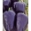 Lada "Nokturn" - ungu tua, buah berbentuk segitiga - Capsicum L. - biji