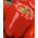 Pepper "Trapezoid" - red variety producing large fruit 