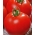 حقل الطماطم "سبالا" - عادة سميكة ، مدمجة - Lycopersicon esculentum Mill  - ابذرة