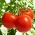 עגבניות "הרדי" - עבור חממה תחת גידול כיסוי, מייצרת פירות גדולים, עמיד - Lycopersicon esculentum  - זרעים