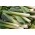 부추 "Golem"- 독특한 맛과 향을 지닌 내한 품종 - 320 씨앗 - Allium ampeloprasum L.