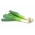 韭菜“Tango” - 厚的假茎，抗霜度高达-10°C  -  320粒种子 - Allium ampeloprasum L. - 種子