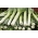 Празилук "Победник" - зима, касна сорта - 320 семена - Allium ampeloprasum L.