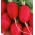 Reďkovka "Lucynka" - skorá, karmínovo-červená odroda odolná voči drti - 850 semien - Raphanus sativus L. - semená