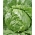 卷心莴苣“Beata” -  900粒种子 - Lactuca sativa L.  - 種子
