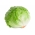 Ledový salát "Larsen" - středně raná odrůda - 900 semen - Lactuca sativa L.  - semena