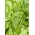 Romaine marul "Lentissima a Montare 3" - soluk yeşil - 950 tohum - Lactuca sativa L. var. longifolia - tohumlar