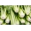 Stangensellerie 'Verde Pascal' - hellgrüne, dicke, leckere Blätter