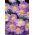 Aspen fleabane - egy eredeti, liliom-rózsaszín virág - Erigeron speciosus - magok
