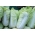 Napa kubis "Pacifiko F1" - varietas Belanda awal - 20 biji - Brassica pekinensis Rupr.