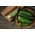 Gurke 'Saladin F1' - für den Anbau in Treibhäusern und unter Abdeckungen, bis zu 35-cm-langen Früchte