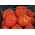 Tomato "Or Pera dAbruzzo" - field, pear-shaped variety with large, fleshy fruit