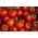 שדה עגבניות "Harzfeuer F1" - מוערך ברחבי אירופה - 100 זרעים - 175 זרעים - Lycopersicon esculentum Mill 