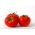 Tomate - Ikarus - Lycopersicon esculentum Mill  - semillas