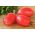 گوجه فرنگی "شیخ" - انواع مختلفی از میوه های استوانه ای با گوشت بسیار قوی تولید می کنند - Lycopersicon esculentum Mill  - دانه