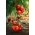 토마토 "Dafne F1"- 온실 및 터널 재배 용 - Lycopersicon esculentum  - 씨앗