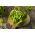 Салат масляний "Ленто" - для цілорічного вирощування - 900 насінин - Lactuca sativa L. var. Capitata - насіння