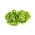 Зелена салата "Ноцховска" - идеална за сендвиче - 1800 семена - Lactuca sativa L. var. Capitata