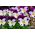 발정 된 팬 지 "조니 점프"; 뿔이있는 보라색 - Viola cornuta  - 씨앗
