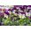Horned pansy "Johnny Jump Up"; hornet violet - Viola cornuta  - frø