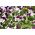 발정 된 팬 지 "조니 점프"; 뿔이있는 보라색 - Viola cornuta  - 씨앗