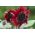 観賞用のヒマワリ「赤い太陽」 - 黒の中心と赤紫色 -  80種子 - Helianthus annuus - シーズ