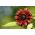 Ukrasno suncokret "Crveno sunce" - tamnocrvena s crnim središtem - 80 sjemenki - Helianthus annuus - sjemenke