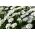 ヒヤシンスの花が咲くロケットキャンディタフト。苦いcandytuft、野生のcandytuft  -  400の種 - Iberis amara hyacinthiflora  - シーズ