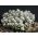 Candytuft di razzi a fioritura di giacinto; candytuft amaro, candytuft selvatico - 400 semi - Iberis amara hyacinthiflora 
